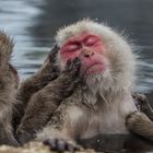 Snow Monkeys bei der Morgenhygiene