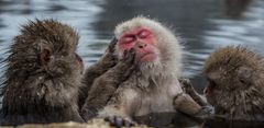 Snow Monkeys bei der Morgenhygiene