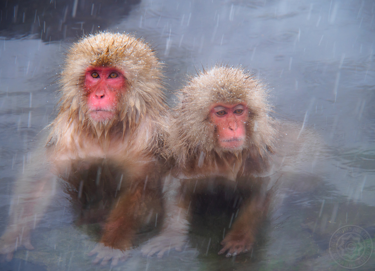 snow monkeys