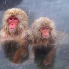 snow monkeys