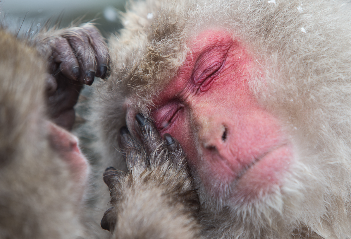 Snow Monkeys II