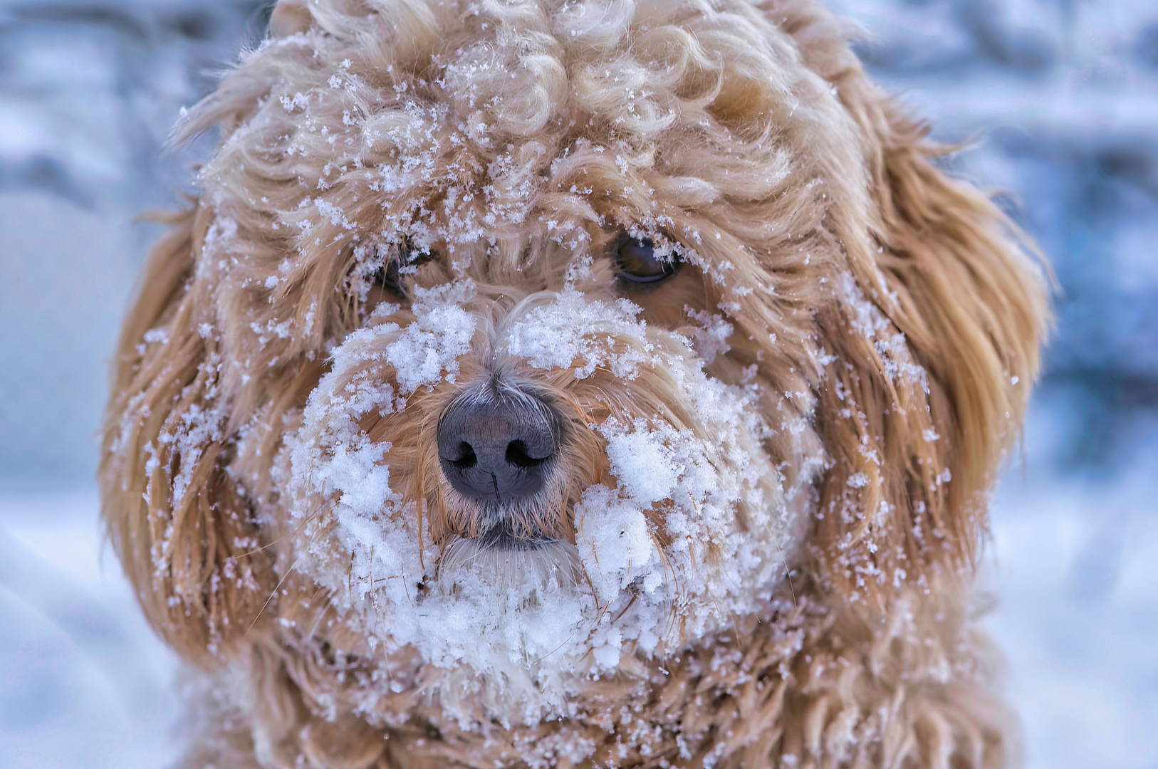 Snow Muzzle