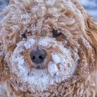 Snow Muzzle