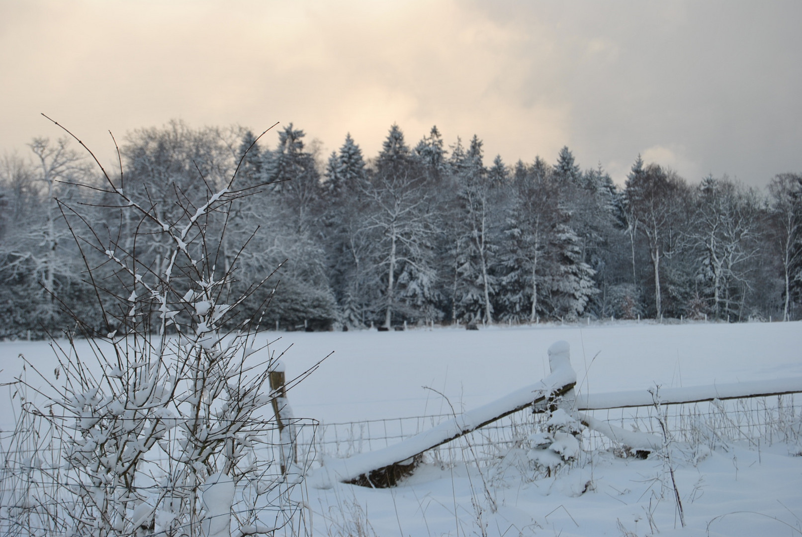 Snow-Neige-Schnee