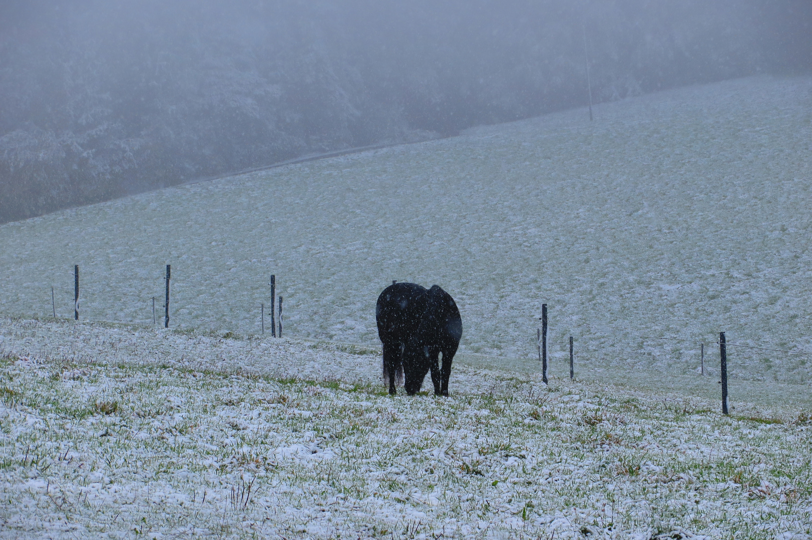 Snow Ocotober 2015 -3