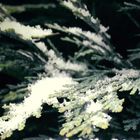 snow on an evergreen