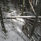 Snow on bamboo grove