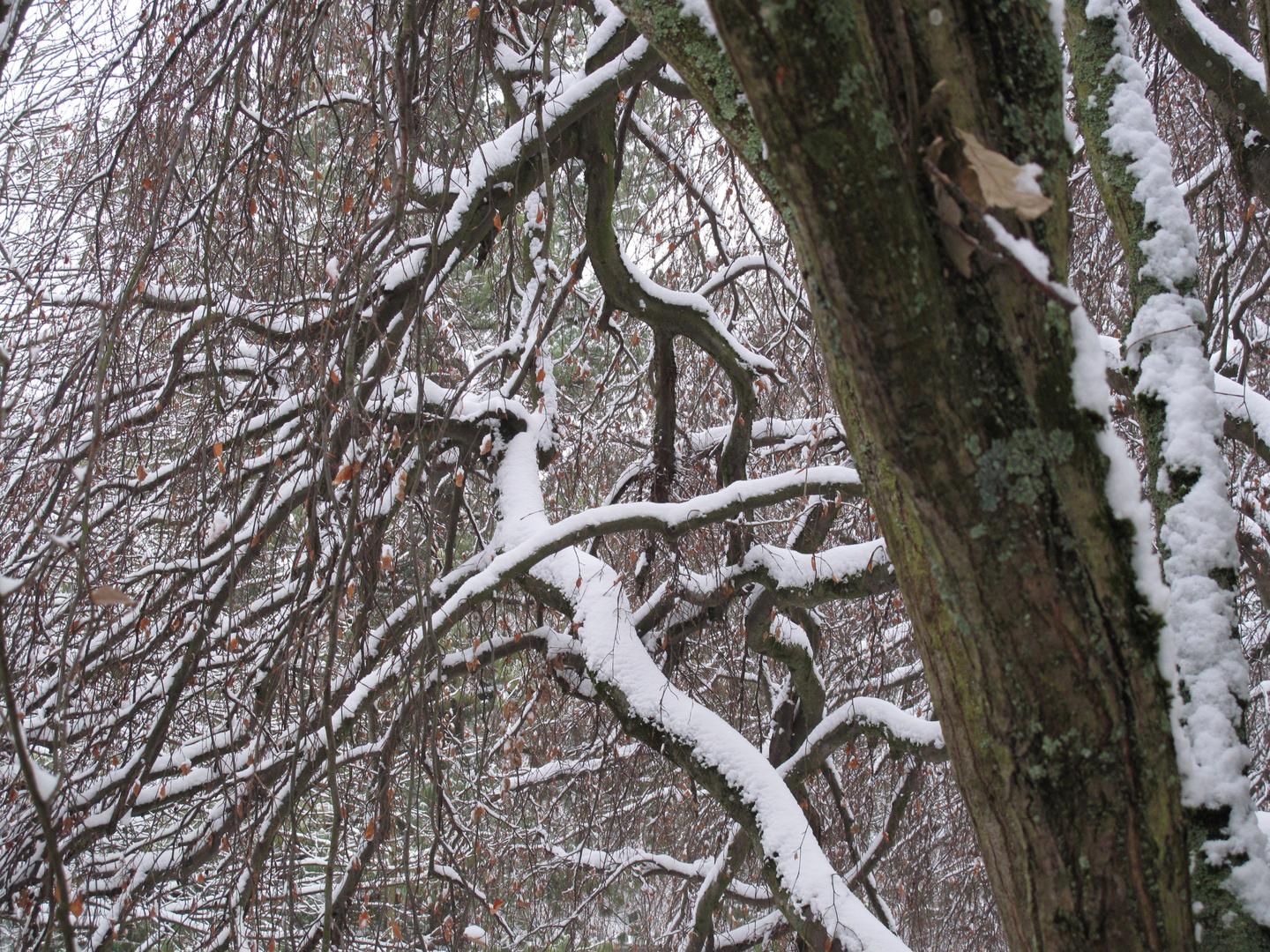 snow on branches