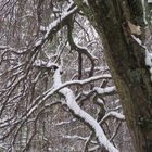 snow on branches