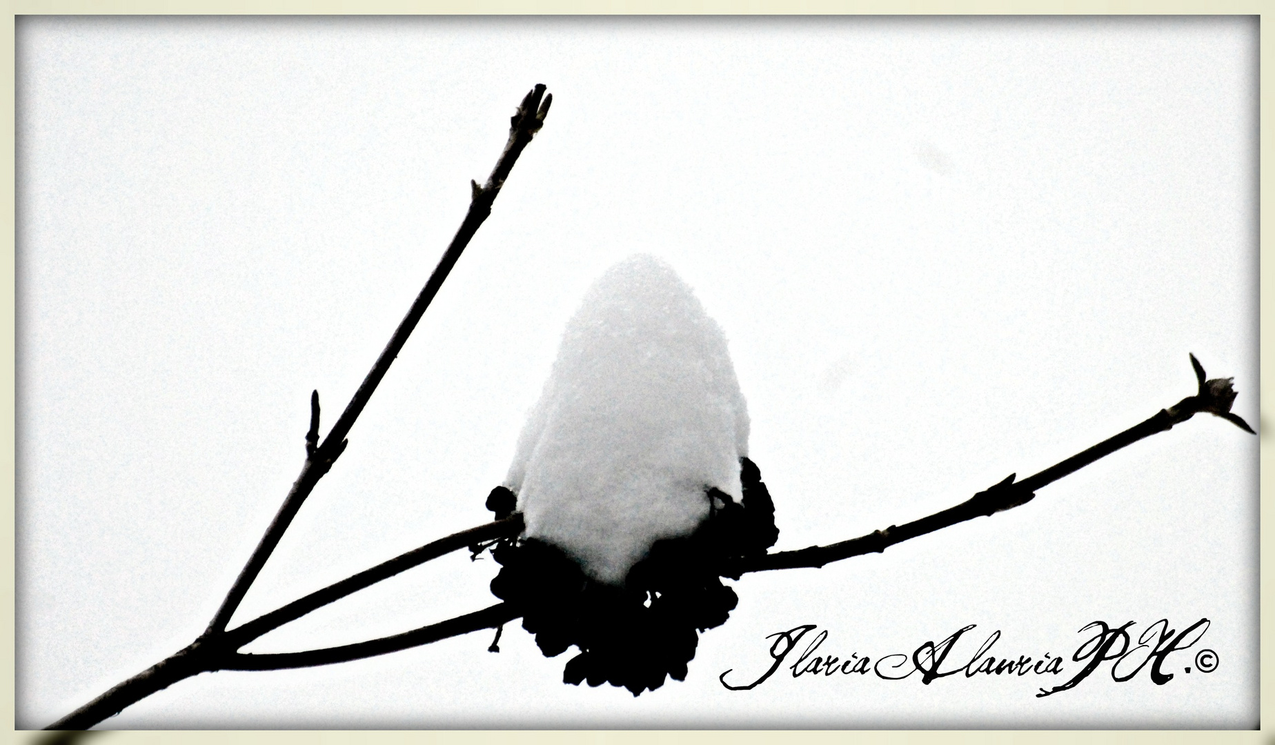 snow on the branch