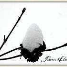 snow on the branch
