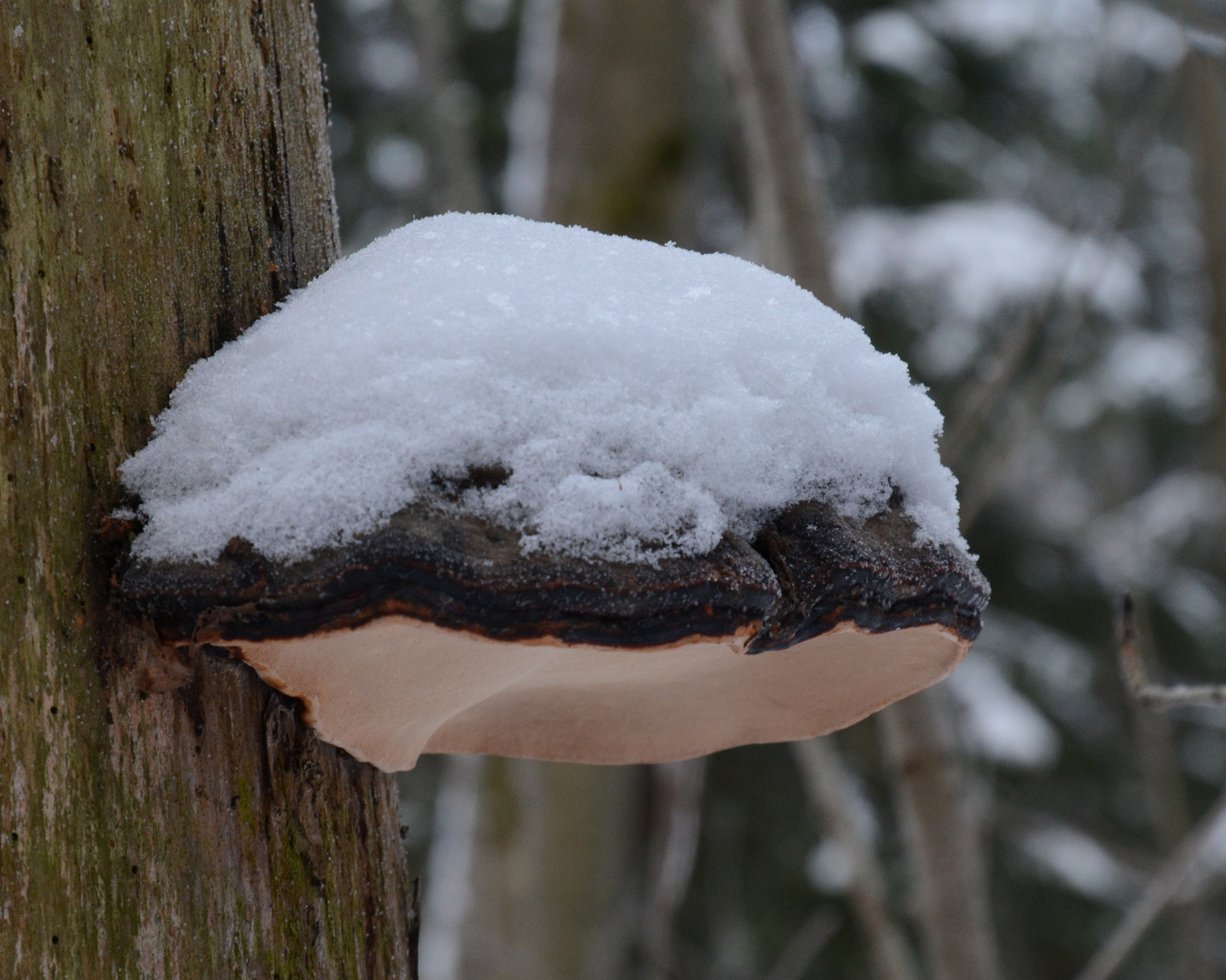 Snow on the fungus growth