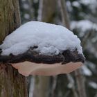 Snow on the fungus growth