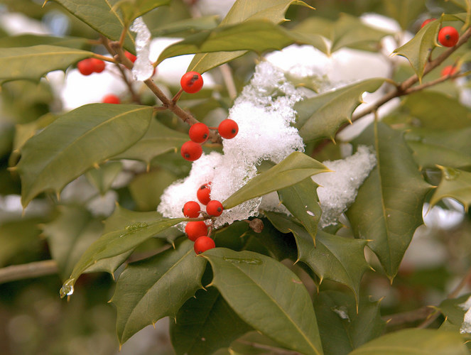 Snow on the holly