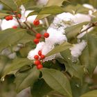 Snow on the holly