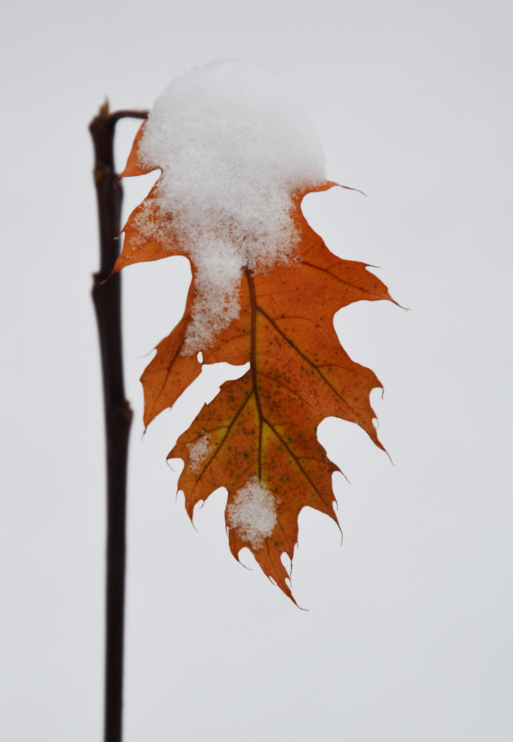 Snow on the leaf