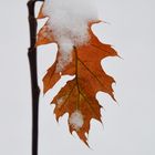 Snow on the leaf