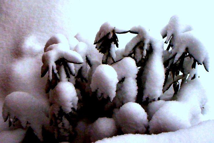 snow on the shrubs looking down from my porch