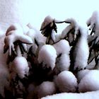 snow on the shrubs looking down from my porch