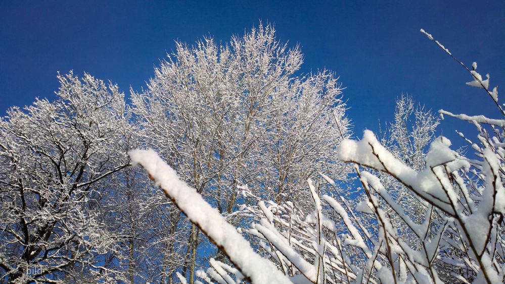 snow on tree