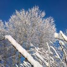 snow on tree