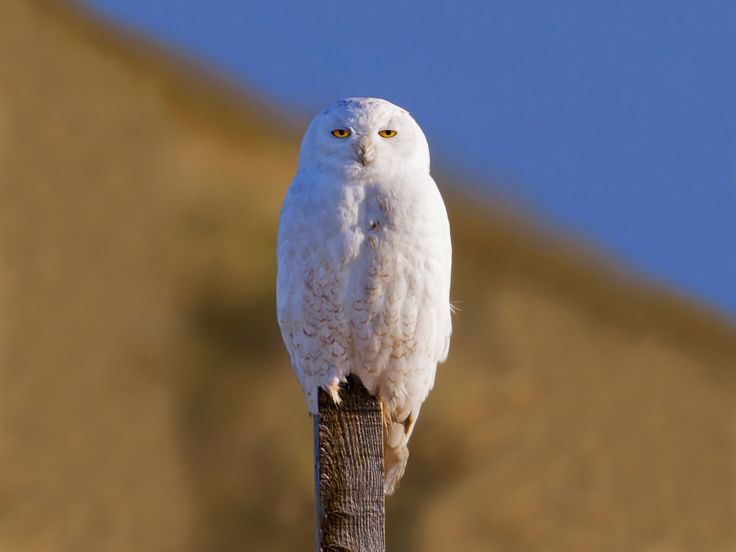 Snow Owl