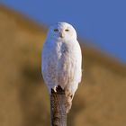 Snow Owl