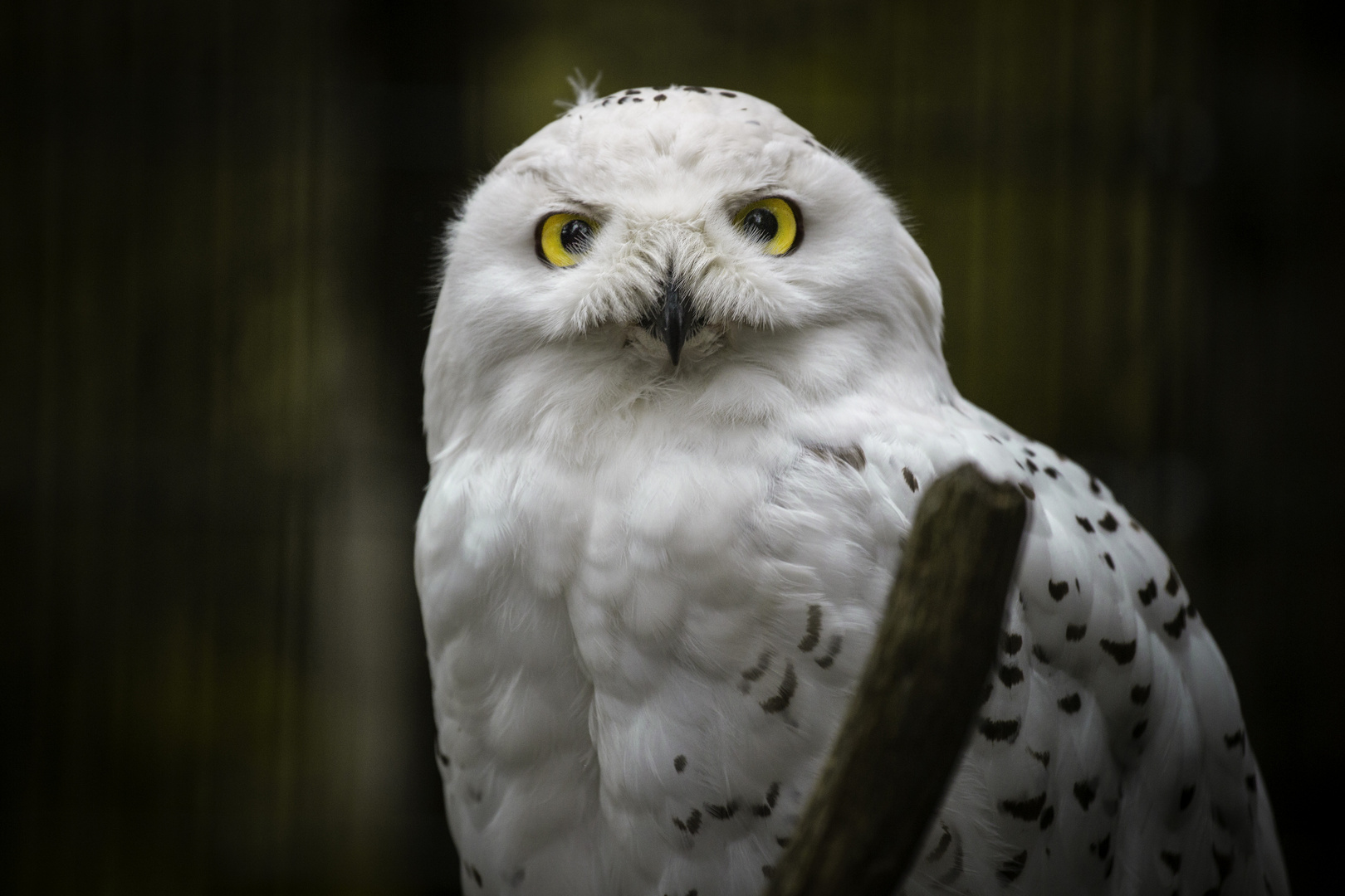 Snow Owl