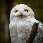 Snow Owl