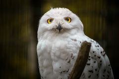 Snow Owl