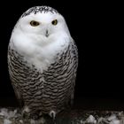 Snow Owl