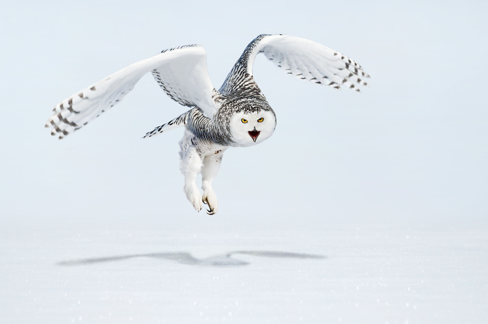 Snow Owl