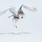 Snow Owl