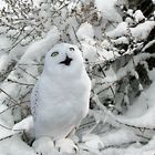 SNOW OWL