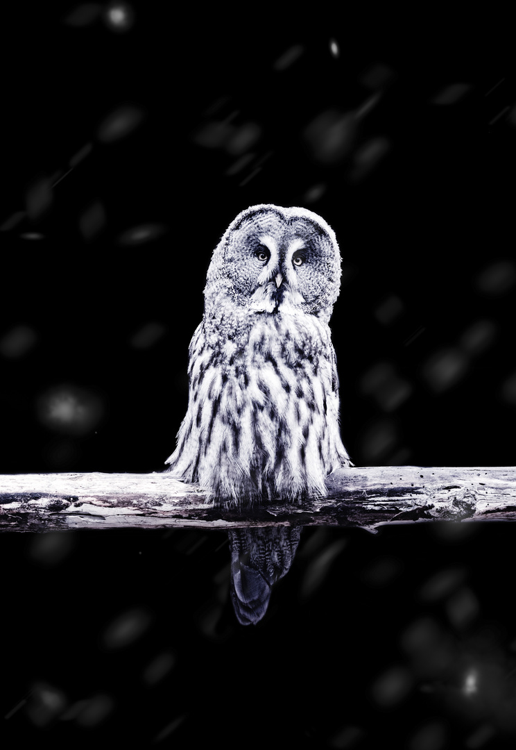 Snow Owl