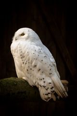 Snow Owl