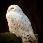 Snow Owl