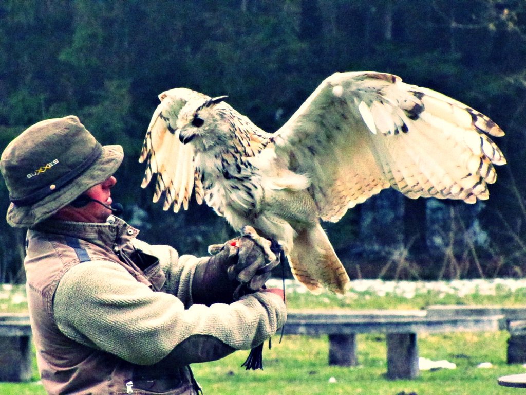 snow owl