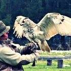 snow owl