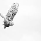 Snow Owl Hedwig