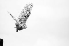 Snow Owl Hedwig