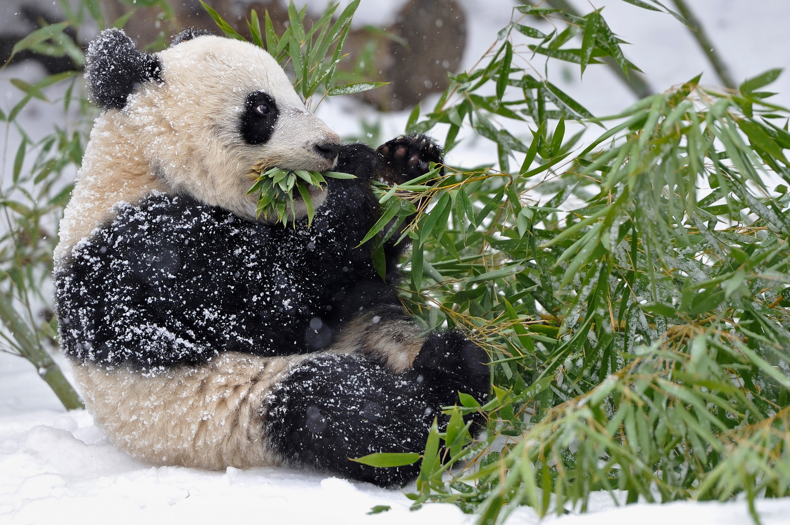 Snow Panda