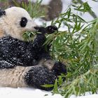 Snow Panda