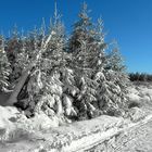 Snow paradise (1)