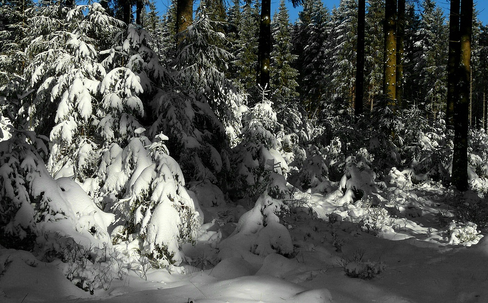 Snow paradise (3)