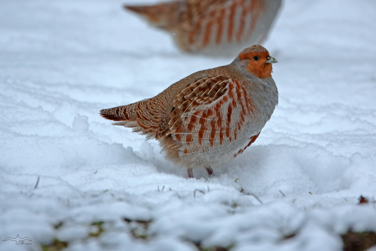 snow-partridge-patrol