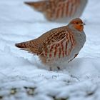 snow-partridge-patrol