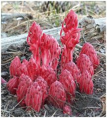 Snow Plant