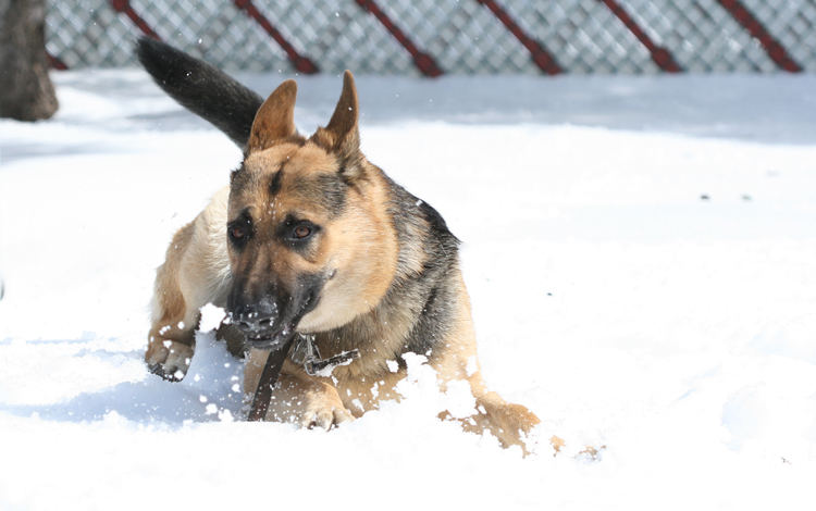 Snow Play