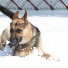 Snow Play